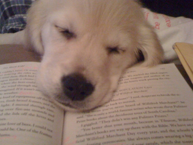 puppy reading book